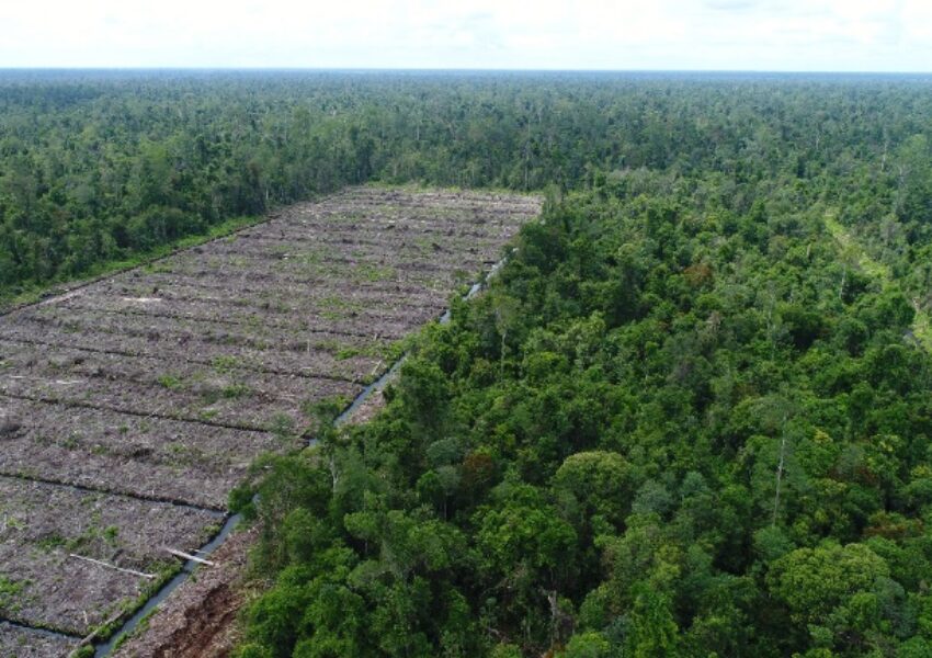 Ilustrasi pembukaan hutan. Dok Save Our Borneo