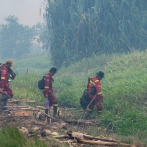 Ilustrasi penyelamatan satwa karhutla (ANTARA FOTO:Nova Wahyudi:Tom)