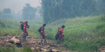 Ilustrasi penyelamatan satwa karhutla (ANTARA FOTO:Nova Wahyudi:Tom)