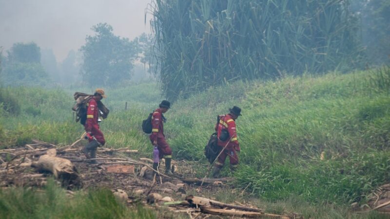 Ilustrasi penyelamatan satwa karhutla (ANTARA FOTO:Nova Wahyudi:Tom)