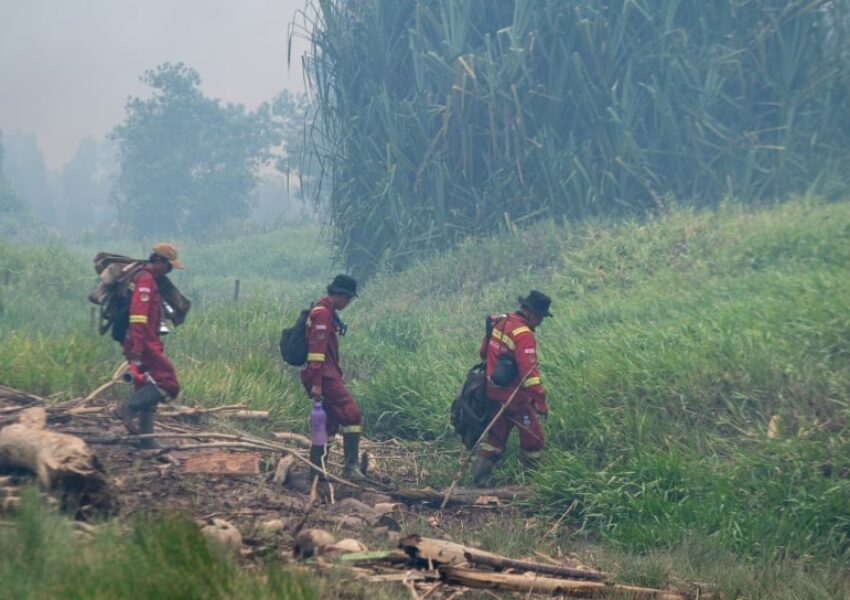 Ilustrasi penyelamatan satwa karhutla (ANTARA FOTO:Nova Wahyudi:Tom)