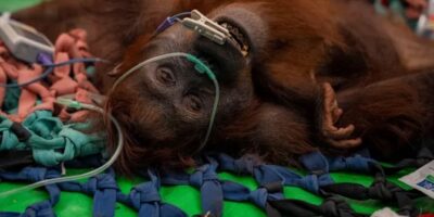 Orangutan dampak Karhutla