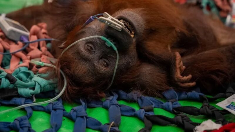 Orangutan dampak Karhutla