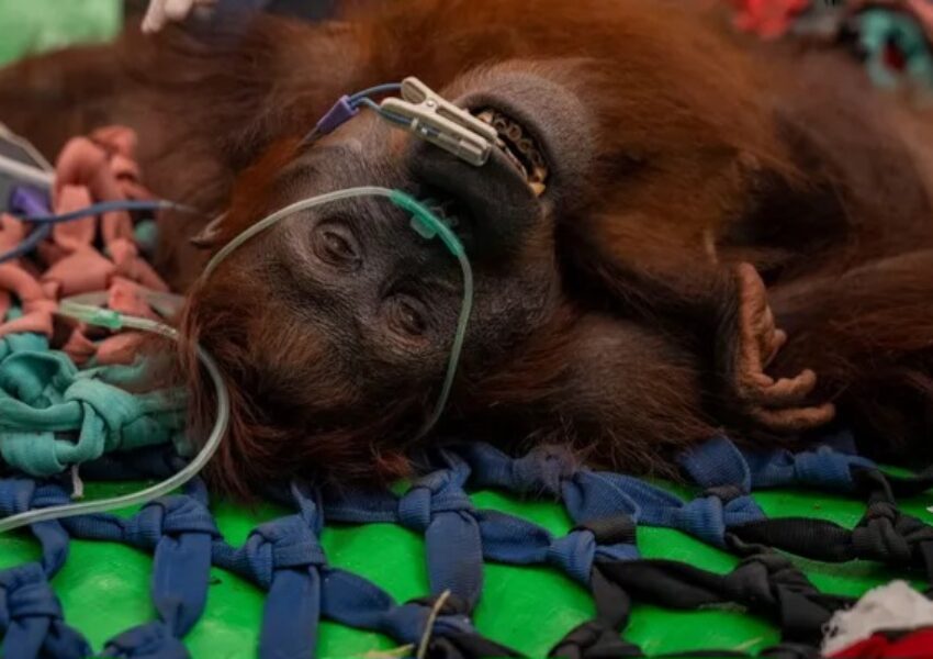 Orangutan dampak Karhutla