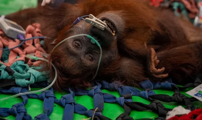 Orangutan dampak Karhutla