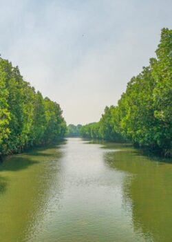 mangrove bekasi