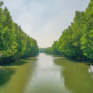 mangrove bekasi