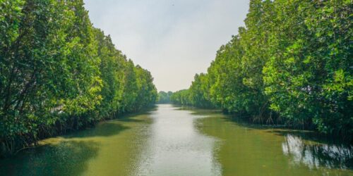 mangrove bekasi