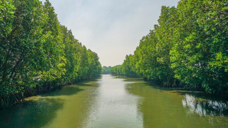 mangrove bekasi
