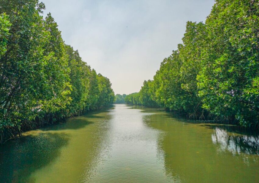 mangrove bekasi