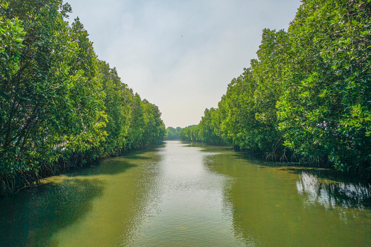 mangrove bekasi